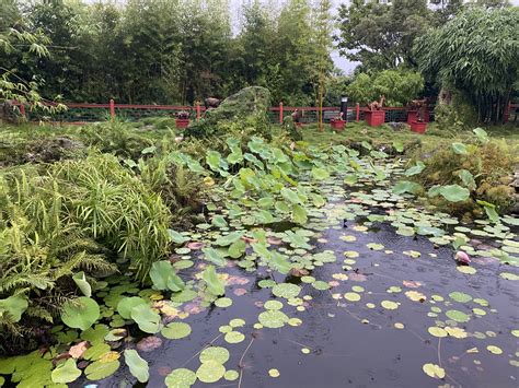 Creating A Healthy Pond Ecosystem Mccabes Landscape