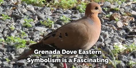 Grenada Dove Spiritual Meaning, Symbolism and Totem | Explained