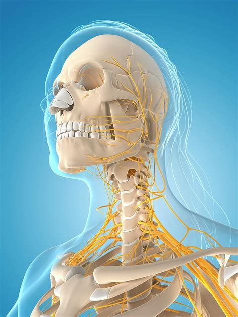 Female Nervous System Photograph By Scieproscience Photo Library Pixels