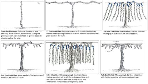 Grape Trellising And Training Basics Usu