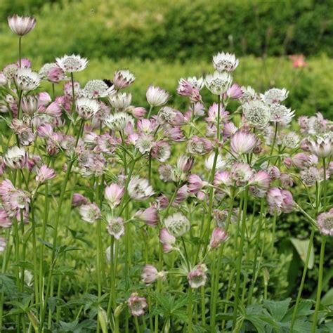 Zeeuws Knoopje Astrantia Major Tuinplantenbezorgd Nl