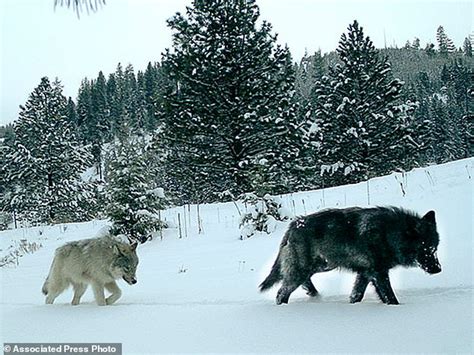 White Wolf Wolves Continue Comeback In Oregon After Eradication