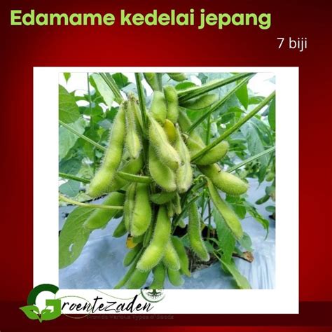 Jual 7 Biji Benih Bibit Biji Edamame Kacang Kedelai Jepang Kualitas