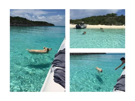 Daniela velez pig beach, the bahamas | PDF