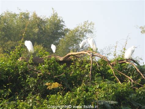 Ranganathittu Bird Sanctuary Mysore | Places to visit near Mysore ...