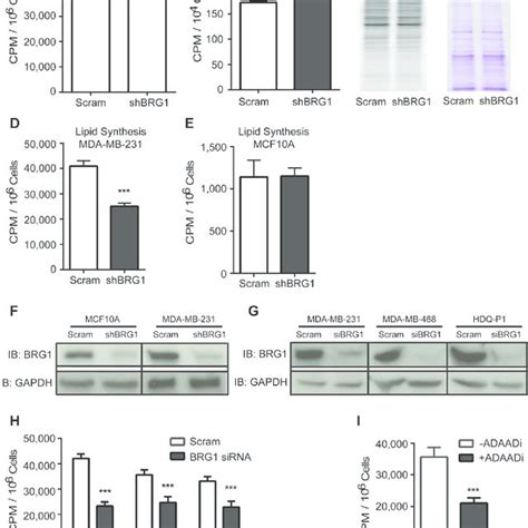 Fatty Acid Levels Regulated Breast Cancer Cell Proliferation Ab