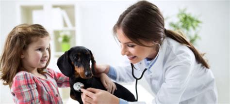 My Pet's Vet - Veterinary Animal Hospital