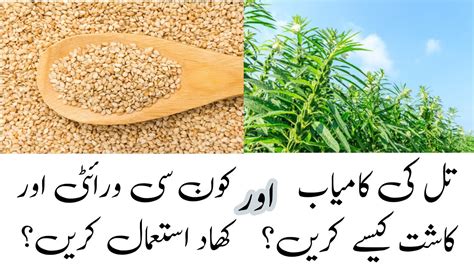 Till Ki Kasht In Pakistan Sesame Seed Harvesting Youtube