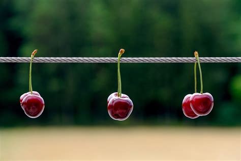 Cherries Fruit Cable - Free photo on Pixabay