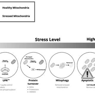 Quality Control Mechanisms To Counteract Mitochondrial Stress The