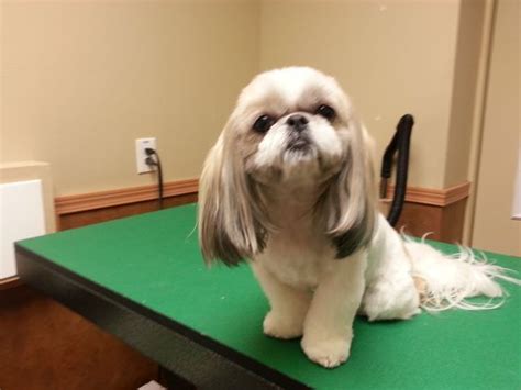 How To Trim A Shih Tzu Shih Tzu Haircuts Shih Tzu Grooming Shih Tzu