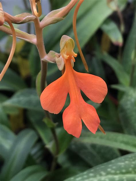 Habenaria Rodochelia Tangerine Flame Hcc Houston Orchid Society