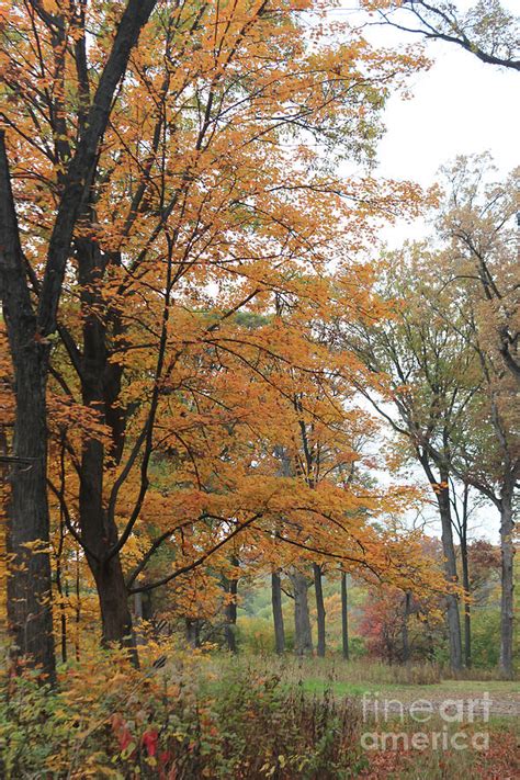 Morton Arboretum Fall Photograph By Rupali Kumbhani Fine Art America