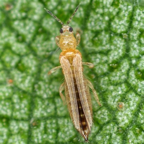 Thrips Spp Biosani Agricultura Biol Gica