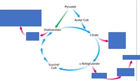 Anaplerosis Diagram | Quizlet