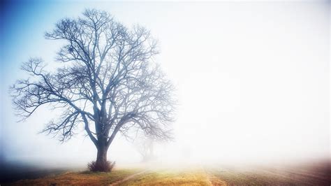 Wallpaper Sunlight Trees Nature Grass Sky Winter Branch