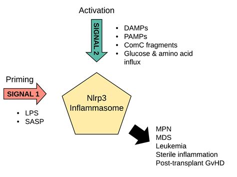 The Role Of The Nlrp3 Inflammasome In Hematological Pathologies