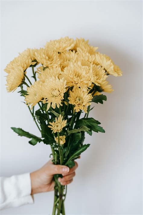 Chrysanthemum on pile of books on table · Free Stock Photo