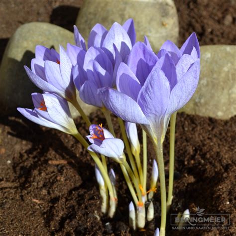 Crocus Botanische speciosus Aitchinsonii Herbstbühender Krokus