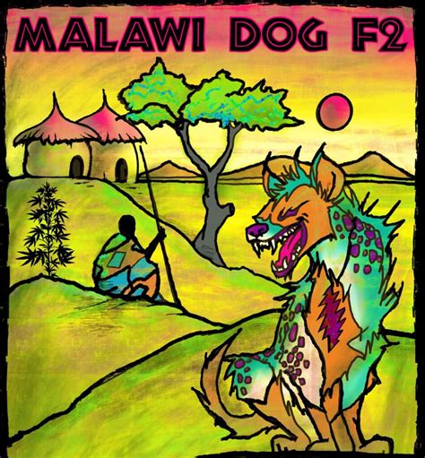 Malawi dog F2 - Bokashi Earthworks: Pioneering a Revolution in the Regenerative Agriculture Industry