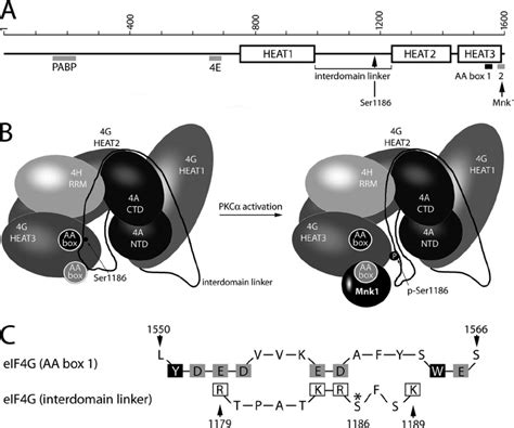 Proposed Schematic Model Of Eif4g Binding To Mnk1 Upon Pkc ␣ Dependent