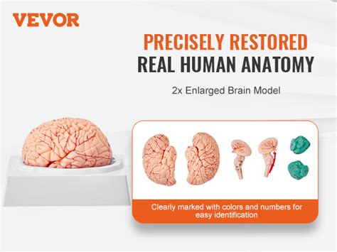 VEVOR Modelo de Cerebro Humano en 9 PCS Desmontables Modelo Anatómico