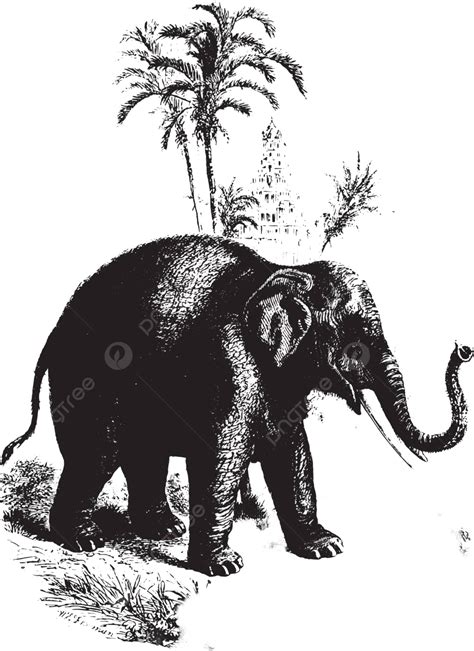 Elephantvintage Engraving Illustration Behaviour Artwork Vector