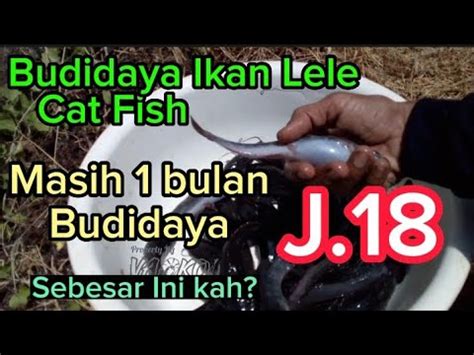 J Ikan Lele Masa Budidaya Bulan Sebagai Alternatif Budidaya Udang