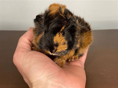 Guinea Pigs For Adoption Guinea Pig Guinea Pig For Sale Kansas City