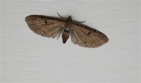 Wormwood Pug Eupithecia Absinthiata Dumfries Galloway Moths