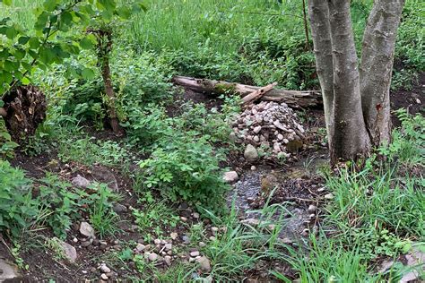 Home Balger Natur Umwelt Und Naturschutz Im Rheintal Gemeinde