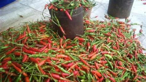 Cabai Rawit Tembus Rp 60 Ribu Kg