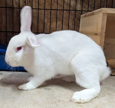 Bun Of The Month Gainesville Rabbit Rescue