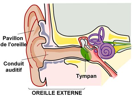 D Finition Otite Du Baigneur