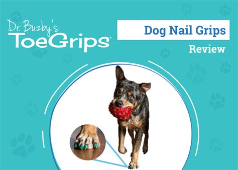 Dr Buzbys Toegrips For Dogs Review 2025 An Experts Breakdown Dogster