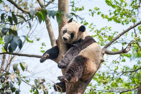 來看看地球上一種超萌的動物，大熊貓在直播鏡頭下的憨態表現 每日頭條