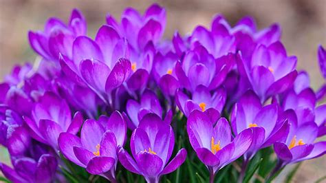 Purple Crocuses Flowers Green Leaves Purple Aesthetic Hd Wallpaper Peakpx