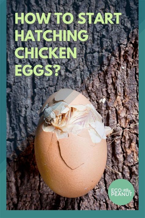 How To Start Hatching Chicken Eggs The Complete Guide Eco Peanut Hatching Chickens Eggs