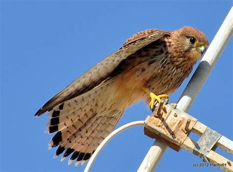 Dsc Common Kestrel Falco Tinnunculus Faucon Cr Ce Flickr