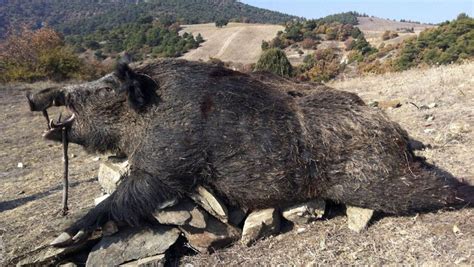 Découvrez Attila le plus gros sanglier géant du monde Parlons Chasse