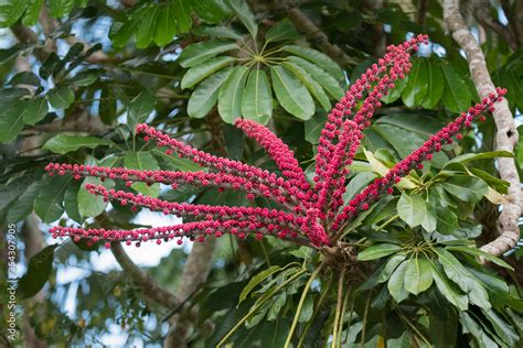 The fruit of an Australian Umbrella Tree (Schefflera actinophylla) in its native rainforest near ...