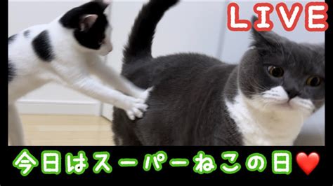 今日は『スーパー猫の日😻』ウルンとぶり太の仲良しライブ Youtube