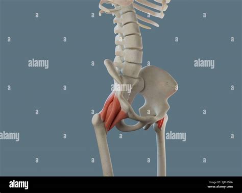 Hip joint anatomy, including ligaments and muscle attachments Stock ...