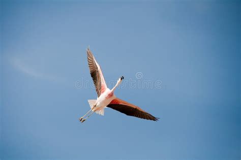 Flamingo flying stock photo. Image of flying, chile, andean - 16303262