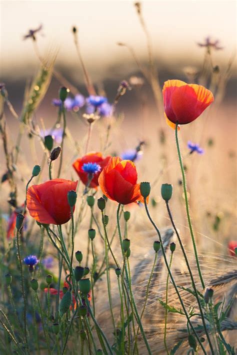 Poppies and cornflowers – Artofit