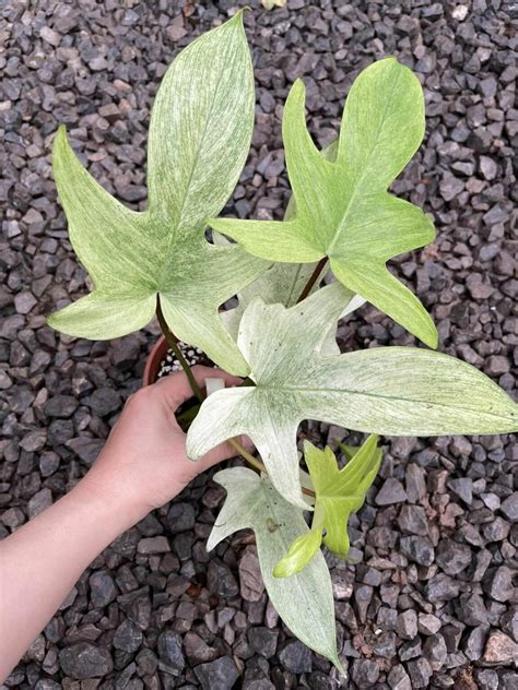 10x Philodendron Florida Ghost Mint 6 Pots Greenboog