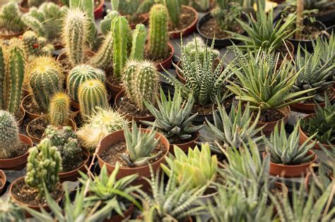 Cacti And Succulents Buchanan S Native Plants