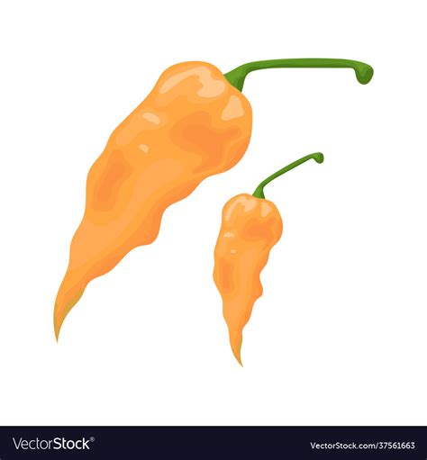 Hot Mexican Pepper Royalty Free Vector Image VectorStock