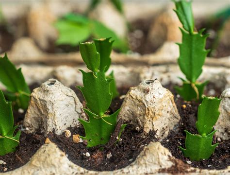 How To Grow A Christmas Cactus From Cuttings Backyard Boss