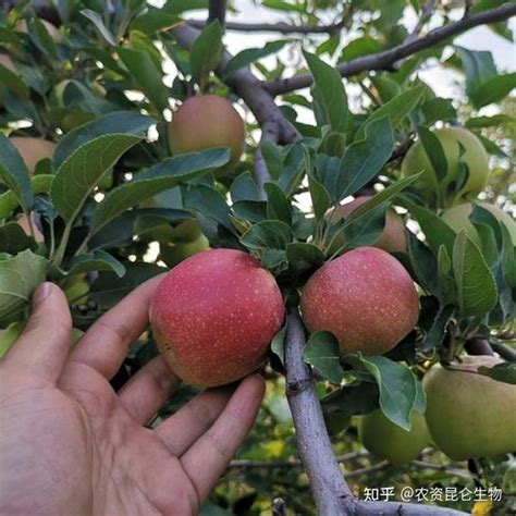 苹果树发生线虫病的几大原因？苹果树发生线虫病如何治疗 知乎